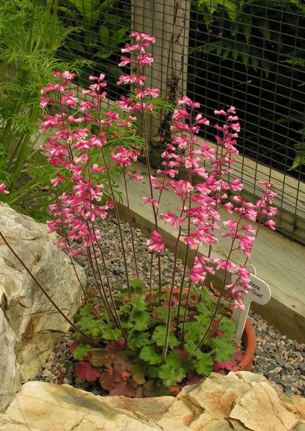 Heuchera 'Canyon Duet' | North American Rock Garden Society